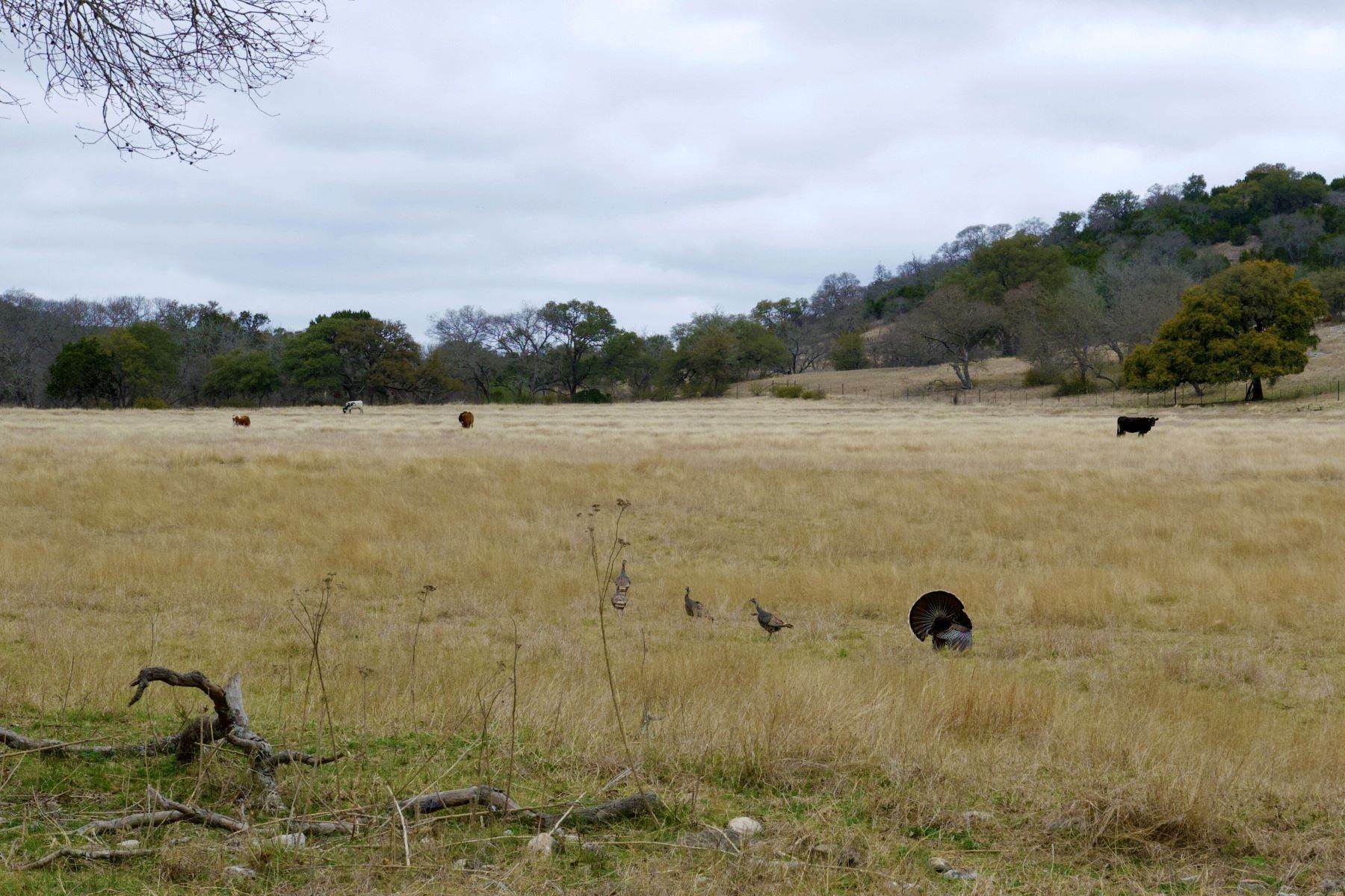 28. Farm and Ranch Properties for Sale at 2,269.85+/- Acres Less Ranch, Kendall County, Boerne, TX 78006 2,269.85+/- Acres Less Ranch, Kendall County, 650 Wild Turkey Blvd. Boerne, Texas 78006 United States