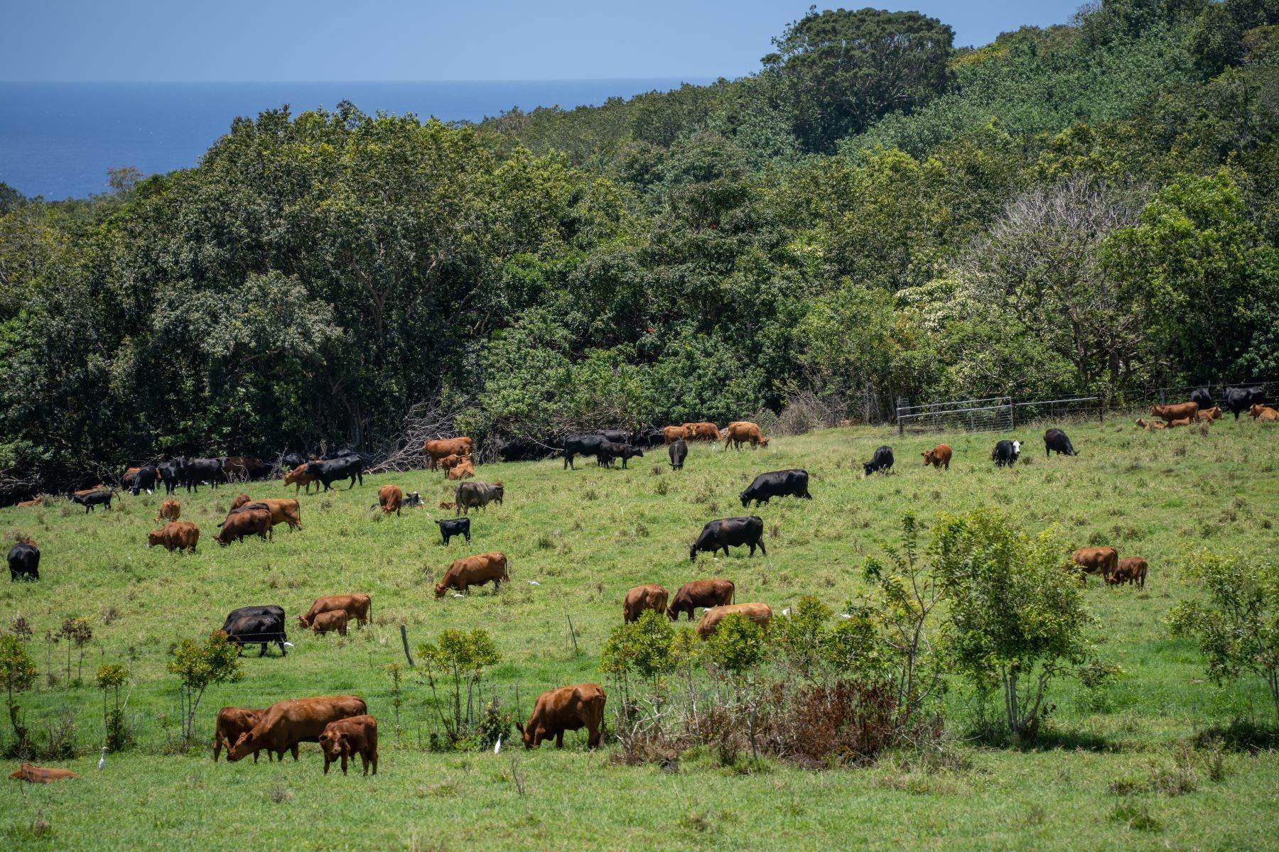 16. Land for Sale at UNMATCHED EXTRAORDINARY OPPORTUNITY Hana Ranch, Maui Hana, Hawaii 96713 United States